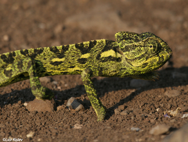 זיקית Chameleon Chamaeleo chmaeleon                                     רמות ,רמת הגולן אפריל 2007